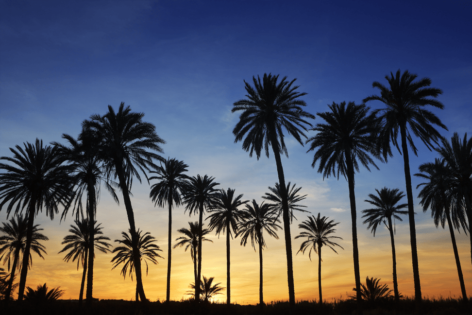 Palm trees at sunrise.
